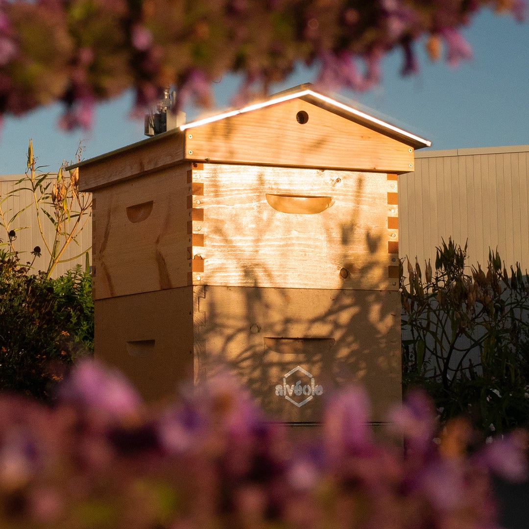 Rooftop Bee Hives